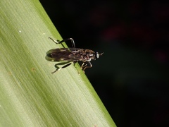 Exaireta spinigera