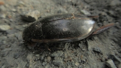 Cybister lateralimarginalis