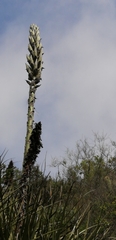 Puya alpestris