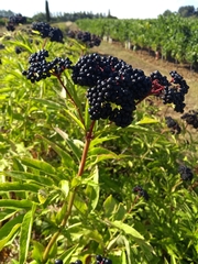 Sambucus ebulus