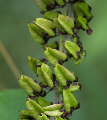 Veratrum