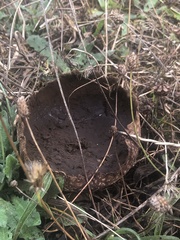 Lycoperdon utriforme