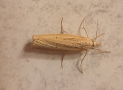 Agriphila vulgivagellus
