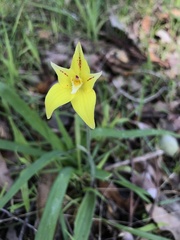 Caladenia flava flava