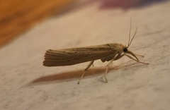 Agriphila vulgivagellus