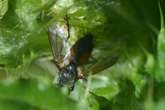 Eriothrix rufomaculata