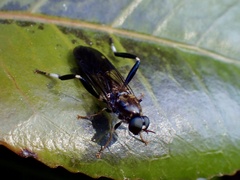 Exaireta spinigera