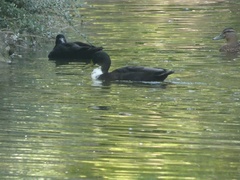 Anas platyrhynchos domesticus