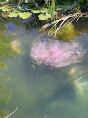 Pectinatella magnifica