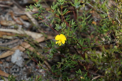 Gompholobium virgatum