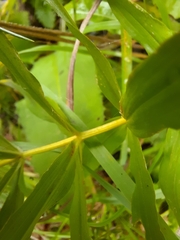 Polygonatum verticillatum