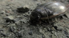 Cybister lateralimarginalis