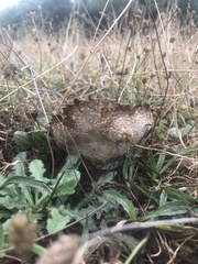 Lycoperdon utriforme