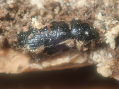 Sinodendron cylindricum