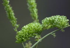 Actaea