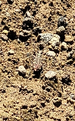 Cicindela sachalinensis