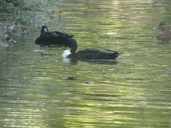 Anas platyrhynchos domesticus