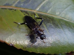 Exaireta spinigera
