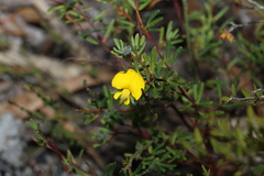 Gompholobium virgatum