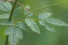 Actaea