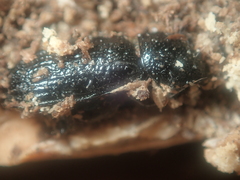 Sinodendron cylindricum