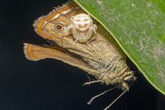 Zygometis xanthogaster