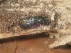 Sinodendron cylindricum