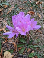 Colchicum autumnale