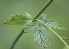 Actaea
