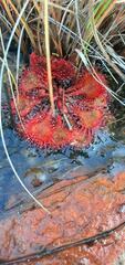Drosera burkeana