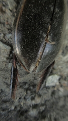 Cybister lateralimarginalis