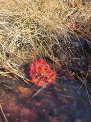 Drosera burkeana