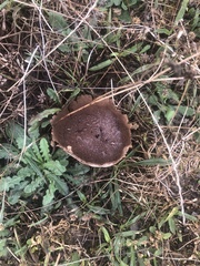 Lycoperdon utriforme