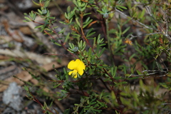 Gompholobium virgatum