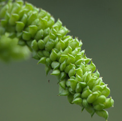 Actaea