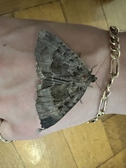 Mormo maura