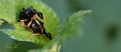 Phymatapoderus