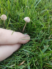 Panaeolus foenisecii