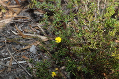 Gompholobium virgatum