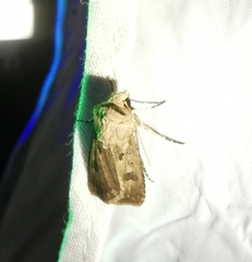 Agrotis exclamationis