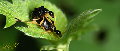 Phymatapoderus