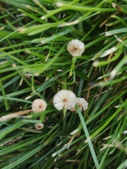 Marasmius rotula