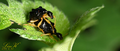 Phymatapoderus