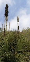 Puya alpestris