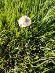 Panaeolus foenisecii