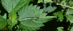 Phaneroptera nigroantennata