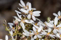 Olearia brachyphylla