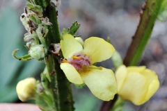 Verbascum nigrum