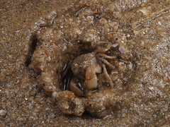 Dotilla wichmanni