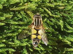 Helophilus trivittatus